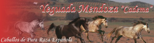 Yeguada Mendoza "Cadema" - Especializada en: Caballos de Pura Raza Española - servicios/productos proporcionados por ROBIT Sistemas Informáticos y Comunicaciones, S.L.: Mantenimento Integral (sistemas de correo y comunicaciones), balanceo de líneas,.. en las comunicaciones con equipos Xtera-AscenLink, routers Cisco, Sistema AntiSpam/AntiVirus Filtrado de Correo - Spamina Blade,....